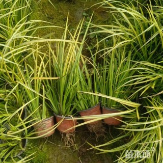 高度32厘米金叶石菖蒲