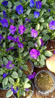 高度10厘米角堇