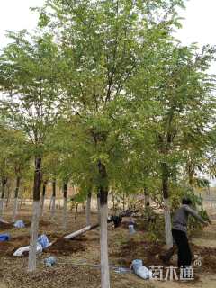 10公分嫁接香花槐