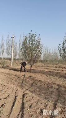 14公分八棱海棠