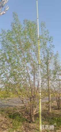 高度500厘米丛生五角枫