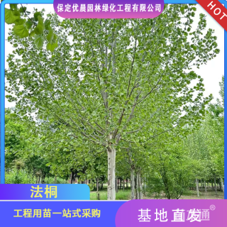 18公分法桐
