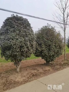 9公分红叶石楠