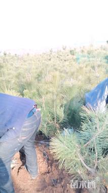 高度60厘米油松小苗