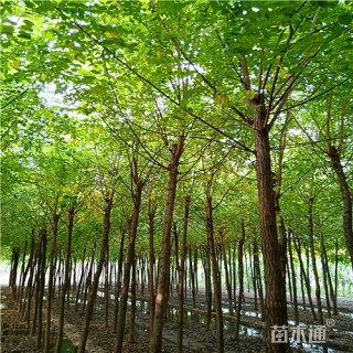 6公分刺槐