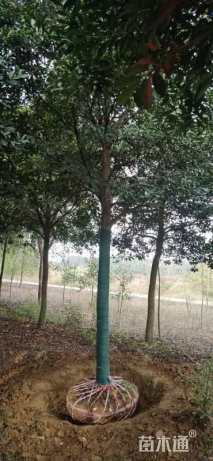 8公分山杜英