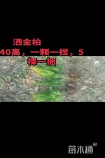 高度40厘米洒金柏小苗