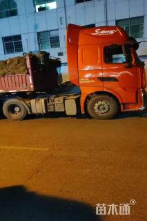 草卷状百慕大草