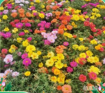 高度26厘米半枝莲