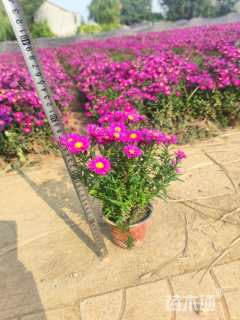 高度20厘米荷兰菊
