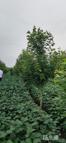 5公分美国红枫-红冠