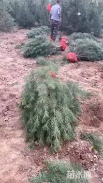 高度200厘米白皮松