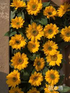 高度20厘米向日葵