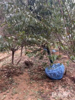 12公分紫叶碧桃