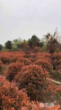 冠幅100厘米石楠球