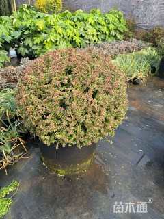 高度80厘米小丑火棘球