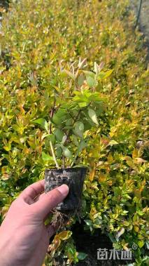 高度20厘米大花六道木