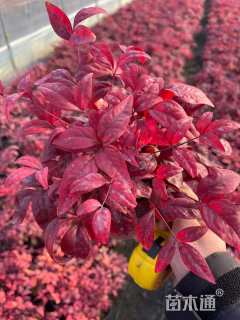 高度40厘米火焰南天竹