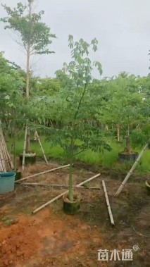5公分美丽异木棉