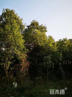 14公分香樟