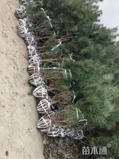 高度250厘米白皮松