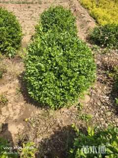 高度100厘米水蜡球