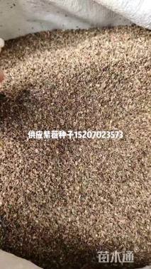 0.6公分紫薇