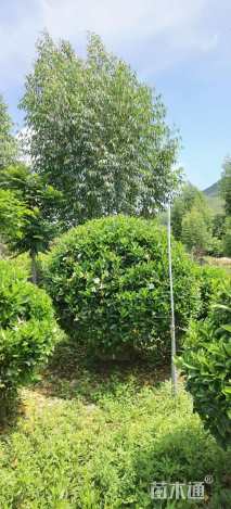 高度100厘米非洲茉莉球