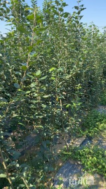 高度180厘米瑞香