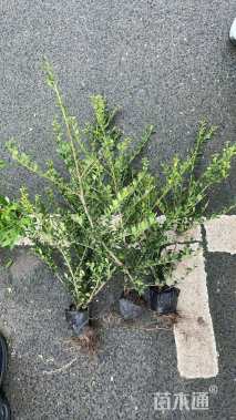 高度35厘米龟甲冬青