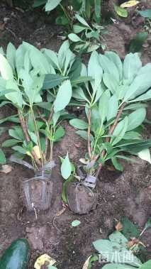 高度50厘米结香