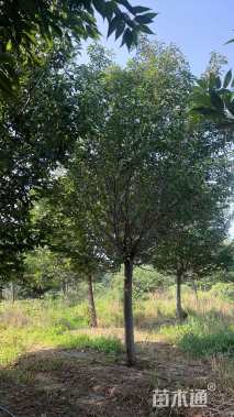 6公分红粉佳人樱