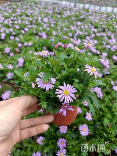 高度20厘米姬小菊