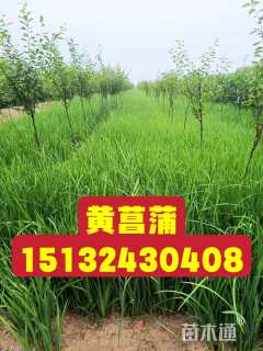 高度40厘米黄菖蒲