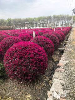冠幅130厘米红花继木球