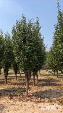 15公分木瓜海棠