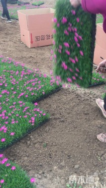 高度10厘米欧石竹