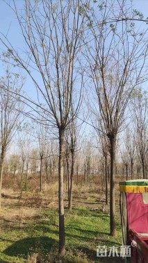 15公分国槐