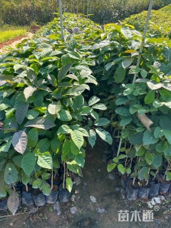 20公分紫花风铃木