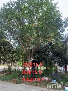 15.5公分紫薇