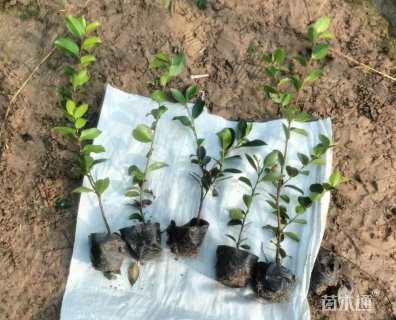 高度30厘米茶梅