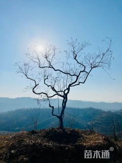 高度300厘米黄金条
