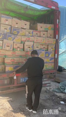 高度15厘米薰衣草