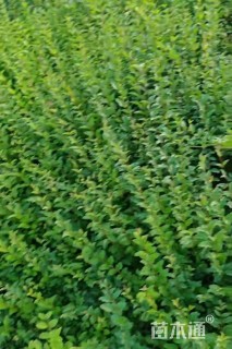 高度20厘米小叶女贞