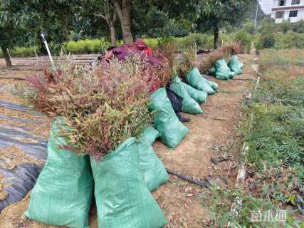 高度100厘米南天竹