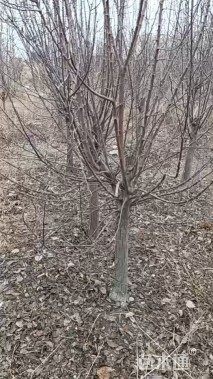 7公分绚丽海棠