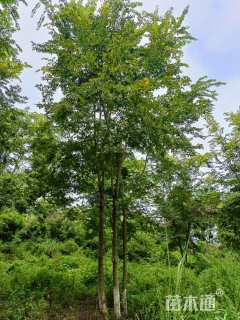 15公分丛生朴树