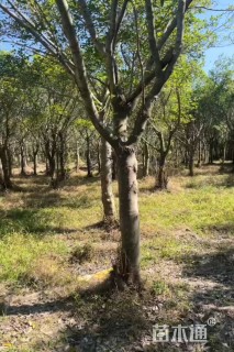 15公分红榕