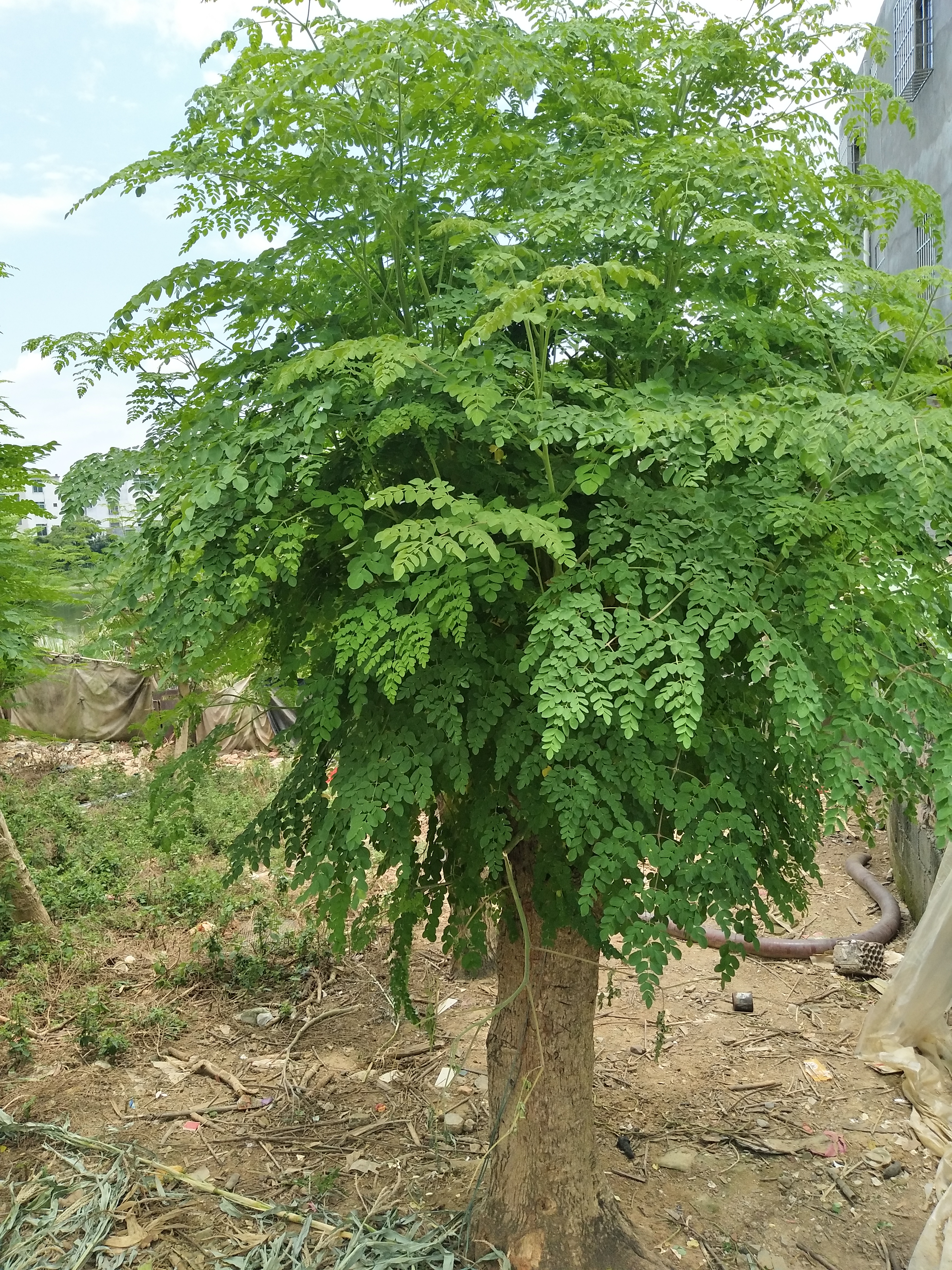 10公分辣木