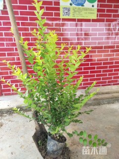 高度80厘米金叶女贞小苗